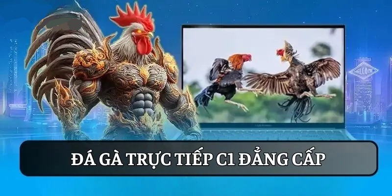 Đá gà C1 là giải đấu quy tụ nhiều chiến kê có “máu mặt”