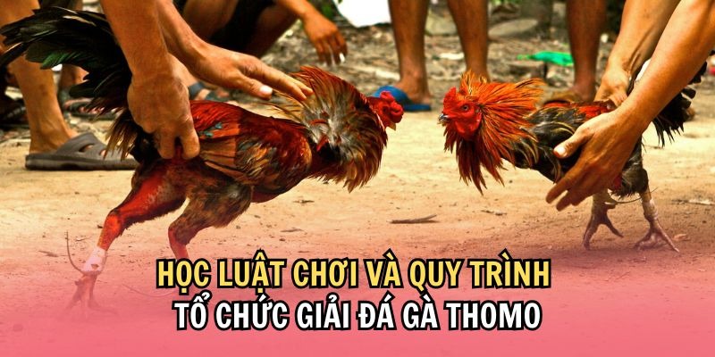 Quy luật thi đấu quan trọng trong hình thức chọi gà thomo